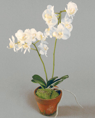 841-1 Phalaenopsis 45cm